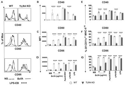 The adjuvant BcfA activates antigen presenting cells through TLR4 and supports TFH and TH1 while attenuating TH2 gene programming